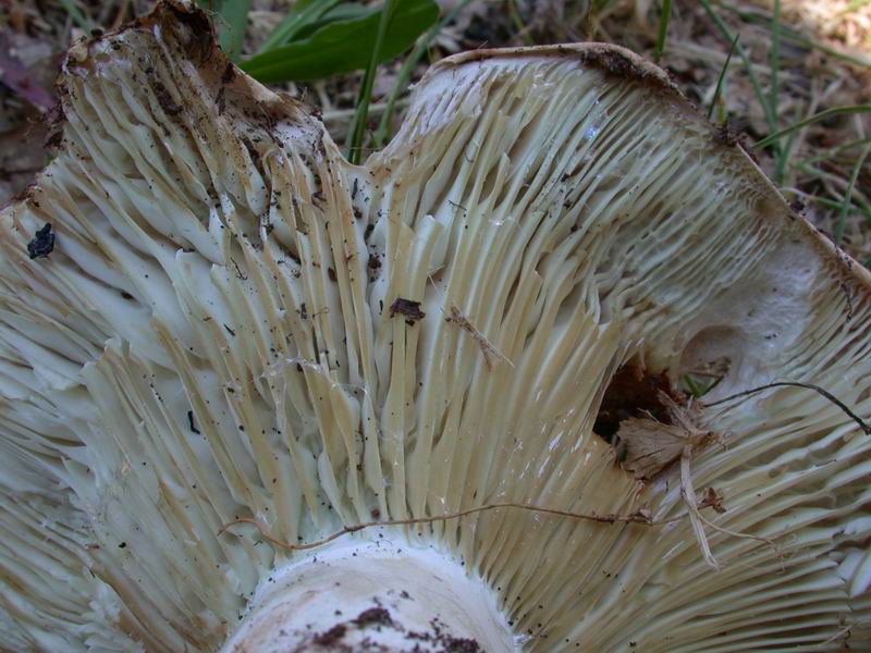 Russula...